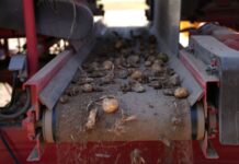 Sackett Ranch meets the high standards of the USA’s most popular potato chip brand by using TOMRA sorters