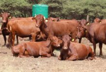 Department donates Bonsmara cattle and goats to Bojanala farmers