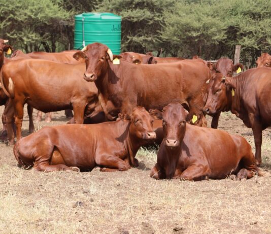 Department donates Bonsmara cattle and goats to Bojanala farmers