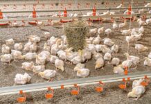 The silent threat to health and performance in broiler growing