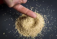 Solynta, Dutch hybrid potato breeding technology firm rebrands to ‘true potato seed’ company