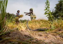 African Development Bank approves supplemental $16 million to boost agriculture and food security