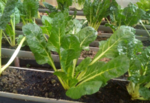 UNICEF launches hydroponic farming program in Ethiopia to combat child malnutrition and strengthen food security