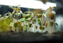 How to Grow Crops Indoors to Reduce the Impact of Drought
