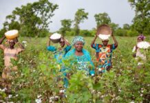 Better Cotton, in collaboration with African Export-Import Bank, joins WTO and FIFA efforts to scale more sustainable cotton production in Africa