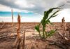Sahel, Southern Africa among regions set to be hardest hit as El Niño threat looms