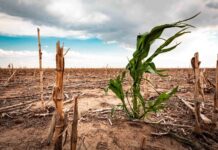 Partners brace to respond to one of the worst droughts in southern Africa
