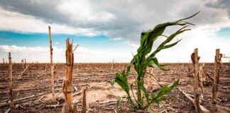 Sahel, Southern Africa among regions set to be hardest hit as El Niño threat looms
