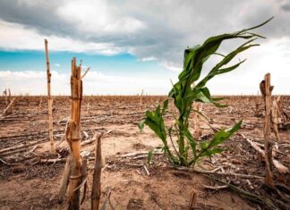 Sahel, Southern Africa among regions set to be hardest hit as El Niño threat looms