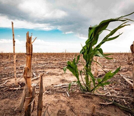 Sahel, Southern Africa among regions set to be hardest hit as El Niño threat looms