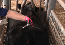 Best of both worlds: Estrus detection aids and timed cattle breeding