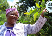 Kenya Shines in Europe as Enviu’s Sustainable Agriculture Program