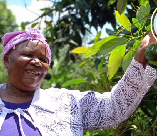 Kenya Shines in Europe as Enviu’s Sustainable Agriculture Program