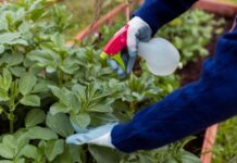 Nourishing Growth: Foliar Fertilizer Market Analysis and Projections