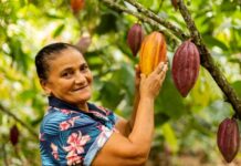 New IFAD-funded project to promote payment for environmental services will foster agroforestry transition in cocoa production areas in Bahia