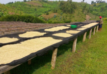 Rwandan coffee farmers to receive 25% price increase per kilo of cherry as government sets new rates