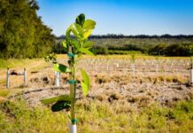 Capacity building remains fundamental to enabling land reform beneficiaries to put their land to productive use