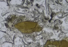 To measure is the only way to manage nematode pressure