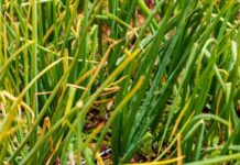 Investing to support the growth of climate-resilient agriculture