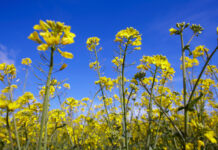 Bayer Aims to Launch First Bioinsecticide for Arable Crops