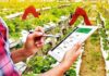 FAO launches new digital tool to help farmers grow the right crops in the right places