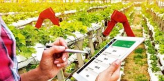 FAO launches new digital tool to help farmers grow the right crops in the right places