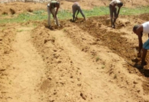 Prolonged drought due to climate change pushes Somaliland pastoralists into crop cultivation