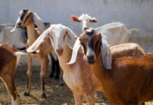 Using Technology for Early Disease Identification Among Livestock