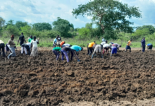 UK potato supplier Branston donates £10k to support potato production among local farmers in Uganda