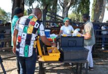 NW Agriculture to roll out Artificial Insemination project