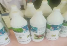 Kenya’s new probiotic invention reduces overreliance on antibiotics, mitigates methane gas emission in dairy cattle