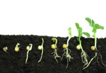 Seedling Planters Brings Efficiency and Precision to Planting Process