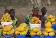 Senegal launches Africa Integrated Climate Risk Management Programme to support smallholder farmers.