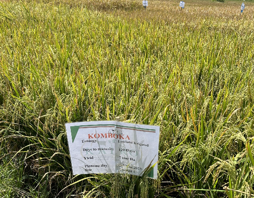 kalro irri farmers field day