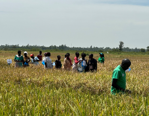 kalro irri organize farmers field day