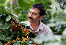 India’s High Range Coffee Curing to become the first farm to ship EUDR-ready coffee beans to Europe