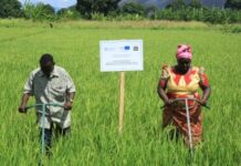 Unique technique enables Tanzanian rice growers produce more with less seeds, water and land