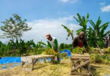 Financing farmers will help advance Africa’s agriculture industry