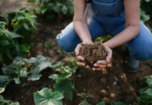 Regenagri launches new and updated standards