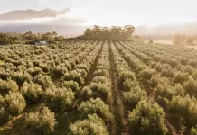 Over 2000 olive trees planted at Mardouw- A tree for every Verder Group employee