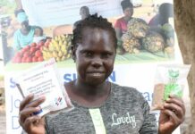 South Sudanese farmers set for plenteous harvest thanks to ITC’s support of high-value seeds
