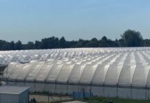 New filed tests confirm better melon plant yields with Arrigoni Lirsa brand Agrofilms