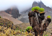 Over 50,000 smallholders to benefit from an investment initiative to boost Mount Kenya landscape biodiversity restoration program