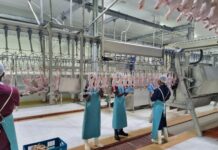 Tanzanian entrepreneur Hillary Shoo builds first poultry processing plant from scratch