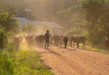 ARC Ltd. Receives $27 million from the Dutch Government to help build Africa’s climate resilience