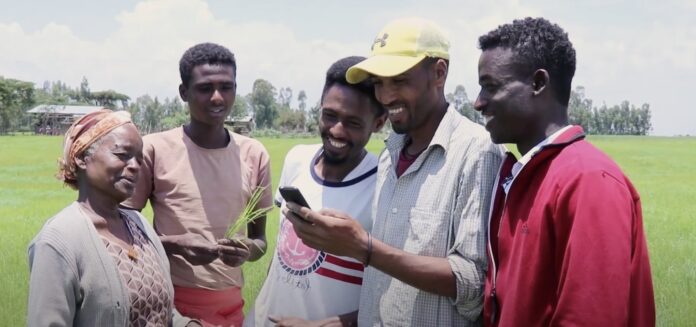 In its initial phase, the project conducted rapid user research by engaging with Youth Agri-Entrepreneurs (YAEs) affiliated with FAO's DAIH in Ethiopia. Photo by FAO.