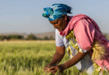 Ethiopia launches $94M project to boost climate resilient wheat value chain