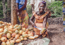 Nestlé partners with local farmers in Central and West Africa to enhance food safety and sustainability