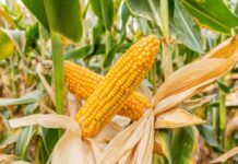 Major grant for British bio-input company will boost African agriculture