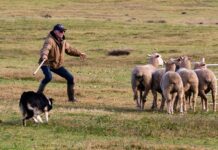 A Sheep Farmer’s Best Friend